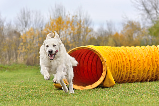 Happy Golden Retriever leaving tunnel at a dog agility competition