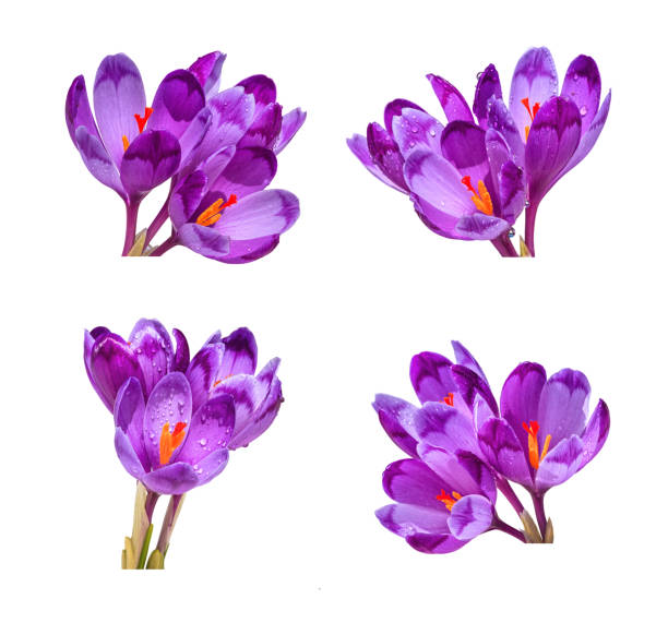 istock Crocuses - blooming purple flowers making their way from under the snow 1410059545