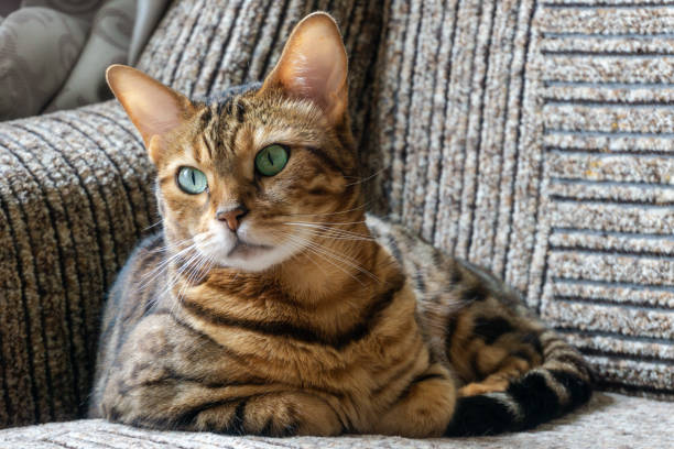 istock Beautiful striped cat with bright green eyes hid under car 1410059587
