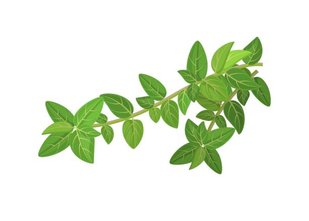 świeże oregano lub majeranek vetocchi z liśćmi, ilustracja wektorowa izolowana na białym tle - majeranek stock illustrations