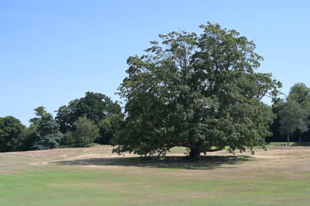 istock Tree on the fairway of a golf course in the UK. 1410061058