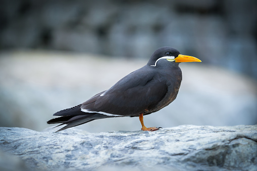 A close-up of a captive Inca Tern standing one-legged on a rock.