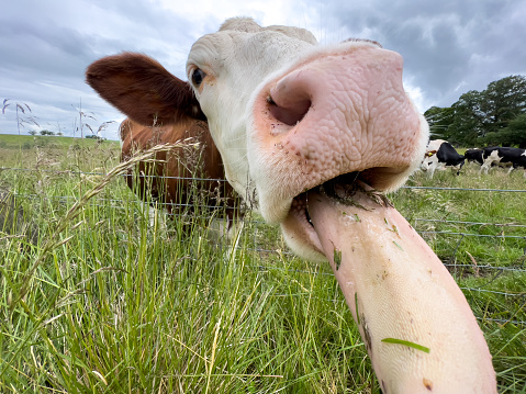 Cow in meadow, Scotland