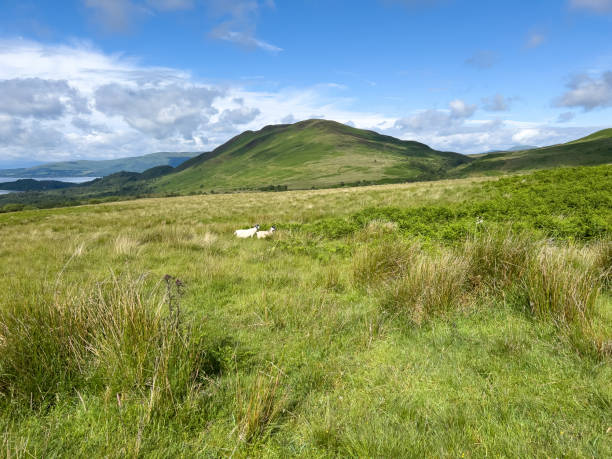 istock The Scottish highlands and Loch Lomond, sheep 1410062324