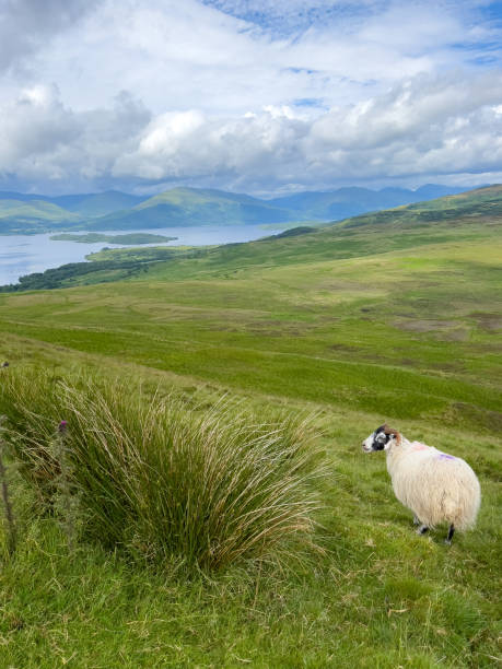 istock The Scottish highlands and Loch Lomond, sheep 1410062506