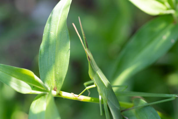 кузнечик - giant grasshopper стоковые фото и изображения