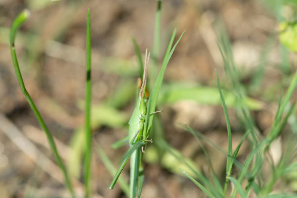 Grasshopper Grasshopper giant grasshopper stock pictures, royalty-free photos & images