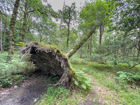Falling tree in the Scottish highlands
