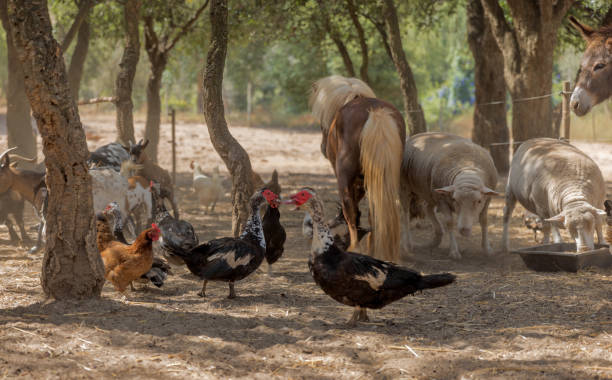 動物の広大な多様性を持つ農場。 - medium group of animals 写真 ストックフォトと画像