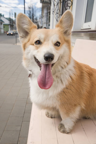 Corgi dog. Pet on the background of the city stock photo
