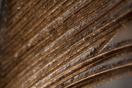 bird feather macro detail close up ultra