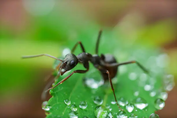 Photo of the ant with dewdrop after rain,