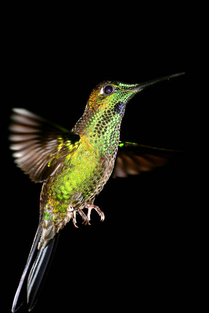 istock Hummingbird, Maquipucuna Cloudforest Reserve, Ecuador 1410069439