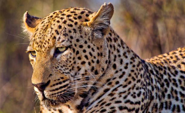 istock Leopard, Kruger National Park, South Africa 1410069481