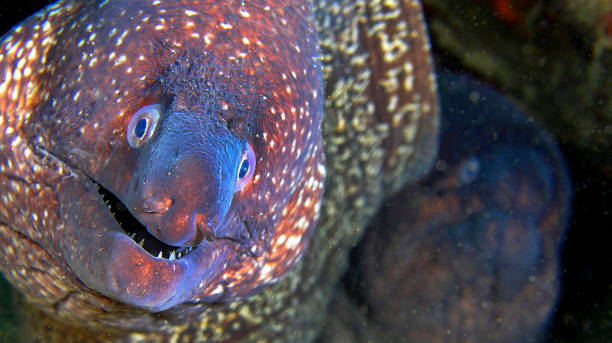 istock Moray Eel, Cabo Cope Puntas del Calnegre Regional Park, Spain 1410070026