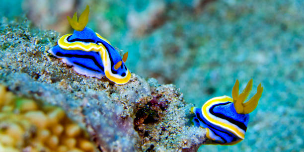 istock Sea Slug, Lembeh, Indonesia 1410070089