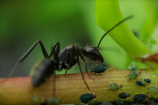 istock The ant with another kind of small insect. 1410070100