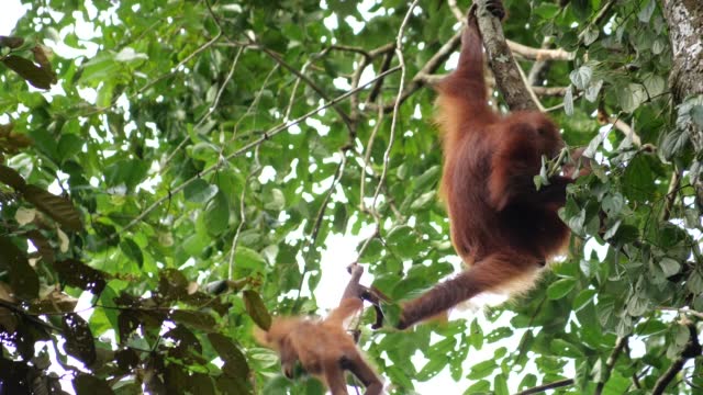 baby orang utan clim and falling a tree in the Borneo forest