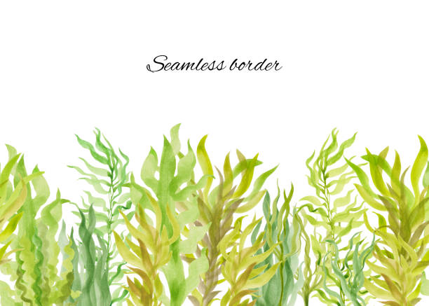 藻類、緑の色合いのさまざまな種類の海藻との手描きの水彩画シームレスな境界線 - seaweed sea pattern green点のイラスト素材／クリップアート素材／マンガ素材／アイコン素材