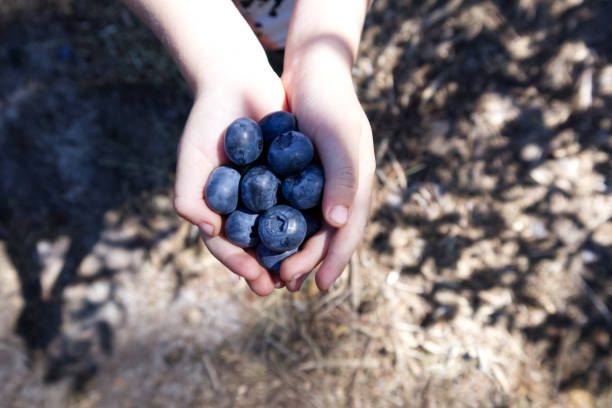 istock Children's hands hold self-picked blueberries from the bushes 1410072145
