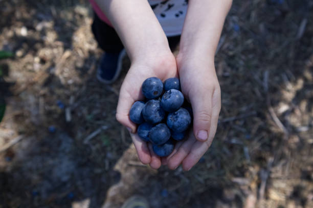 istock Children's hands hold self-picked blueberries from the bushes 1410072155