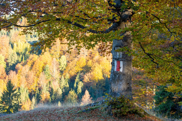 istock Morning sunlight over a mountain autumn forest 1410073080