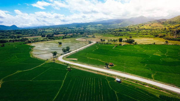 istock Majestic green rice fields aerial view 1410073190