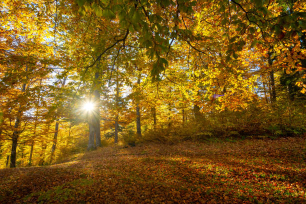 istock Sun shining through an autumn forest in the morning 1410073293