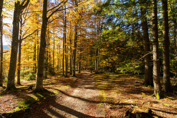 istock Pathway through an autumn forest in the mountains 1410073367