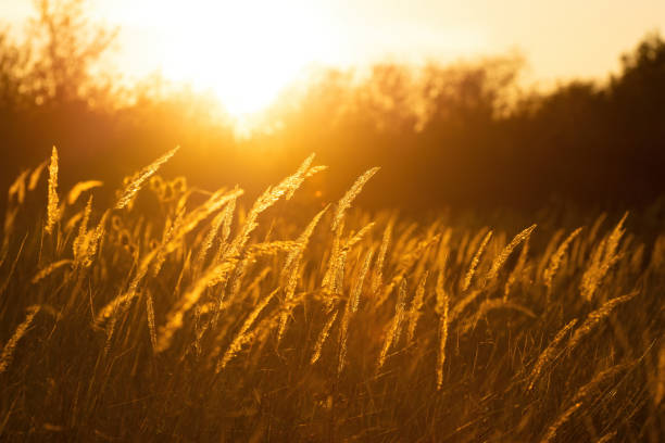 istock Steppe grass at sunset against a bright sky 1410073427
