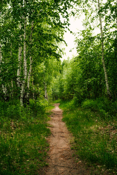 istock Road in a spring birch grove, path in the woods among birches. Landscape - summer birch forest 1410073634
