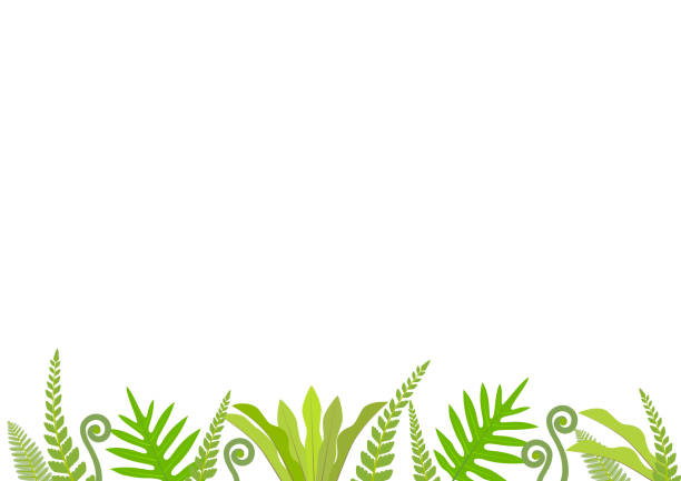 Green ferns of various shapes on white background Vector illustration isolated on white background. fiddle head stock illustrations