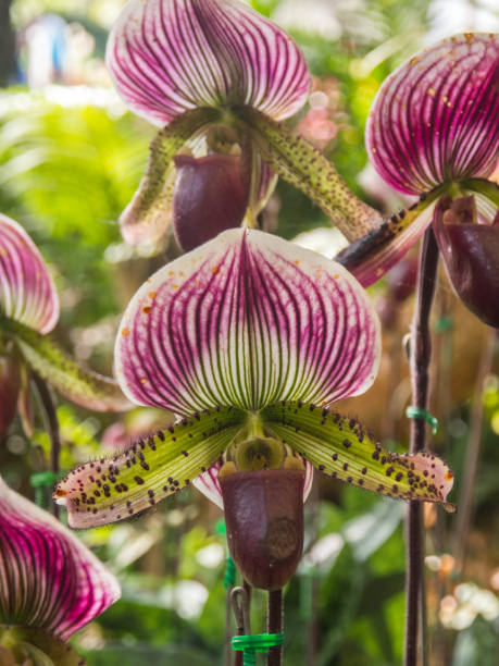 istock flower plant close up 1410074855