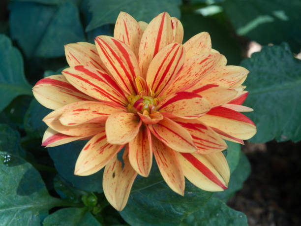 istock flower plant close up 1410075001