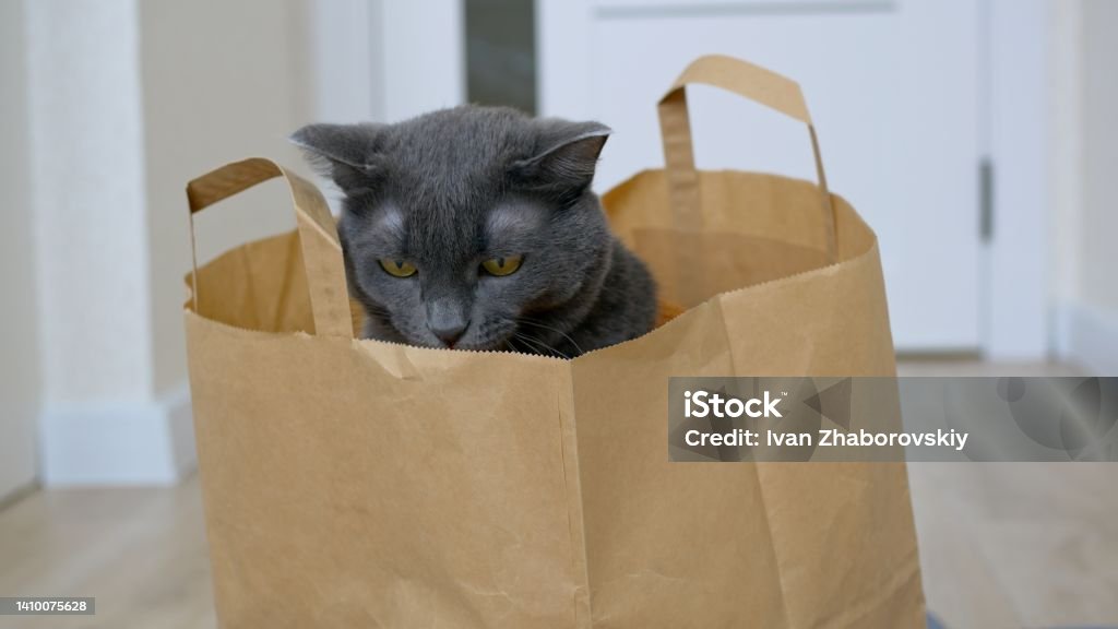 A cute gray cat in a knitted cardigan sits in a paper bag. A funny gray cat sitting in a bag from a supermarket crawls out of it. The life of domestic cats is happiness for single people. 4K Resolution Stock Photo