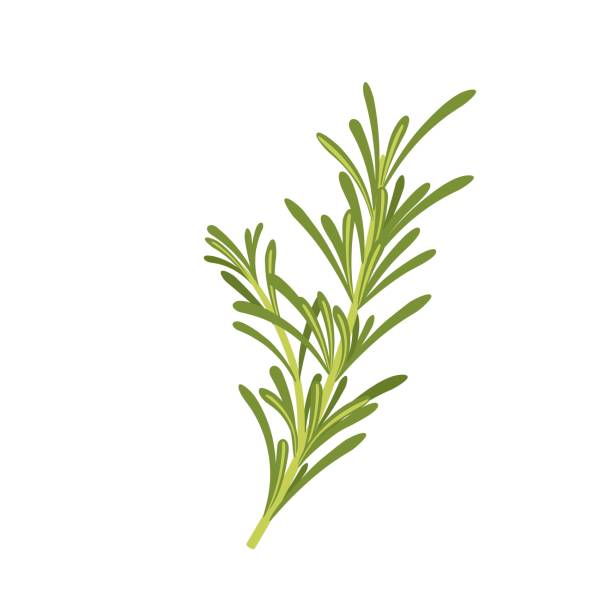 illustrazioni stock, clip art, cartoni animati e icone di tendenza di illustrazione vettoriale, rosmarino fresco, isolato su sfondo bianco. - rosemary spice ingredient plant