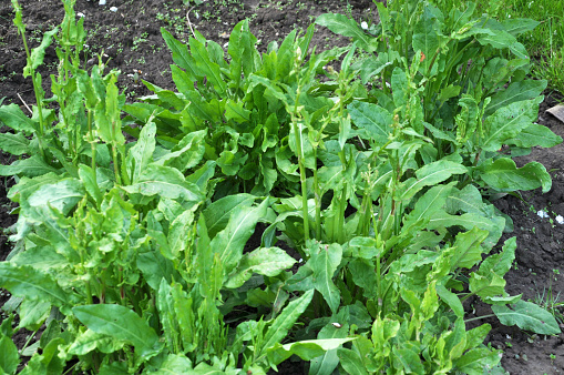 Sorrel grows in open organic soil in the garden
