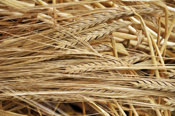 istock Background of barley ears 1410076489