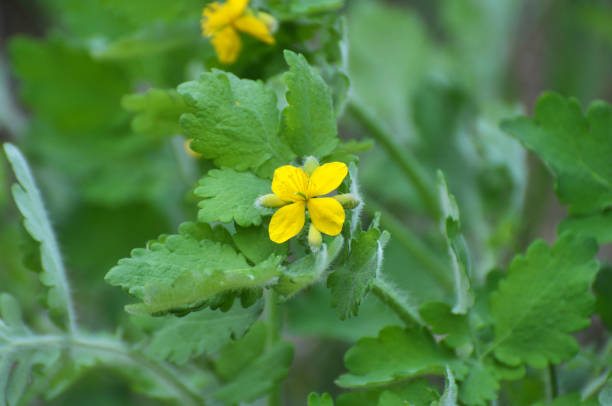 istock Flowering Chelidonium majus 1410076493