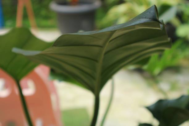 istock close up nature view of monstera leaf on blurred background. 1410077362