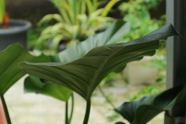 istock close up nature view of monstera leaf on blurred background. 1410077364