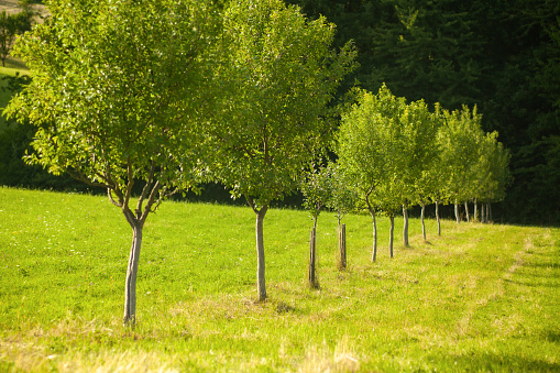 View of Trees in the Meadow.
Kudlov, Zlin, Czech Republic.