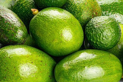 Closeup scene pile of green avocado on a table. Avocados or Avocado pear or Alligator Pear are cultivated in tropical and mediterranean climates of many country.