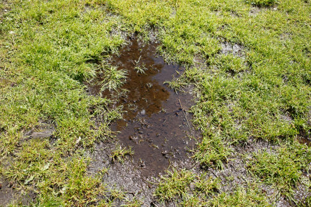 istock Puddle of water with grasses, Germany, Europe 1410079375