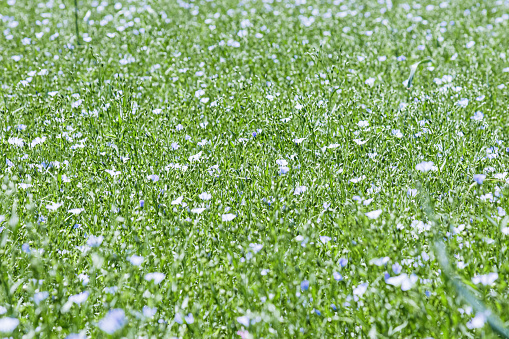 Field of flax in blossom, green grass with blue flowers, blooming agricultural plant. Linen grasses growing farmland, cultivated land. Nature esthetic summer green meadow background, growth flax