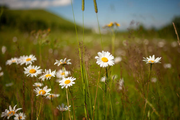 istock Camomile daisy flowers in summer day. 1410079690
