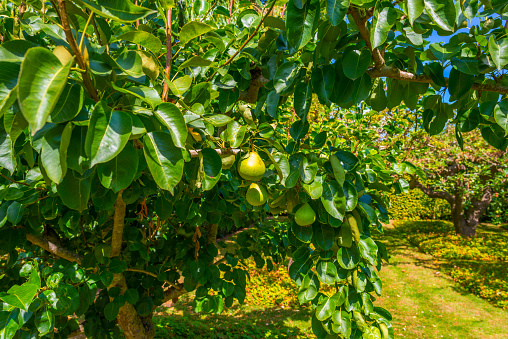 Pear trees in an orchard in a green grassy meadow in bright sunlight in summer, Walcheren, Zeeland, the Netherlands, July, 2022