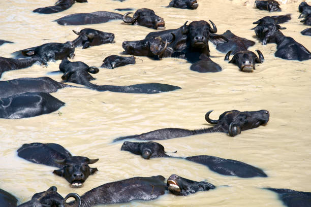 water buffalo in the river