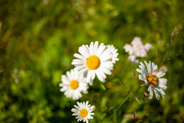 A small, charming bouquet of white daisies is displayed in a clear glass vase on a rustic wooden surface.