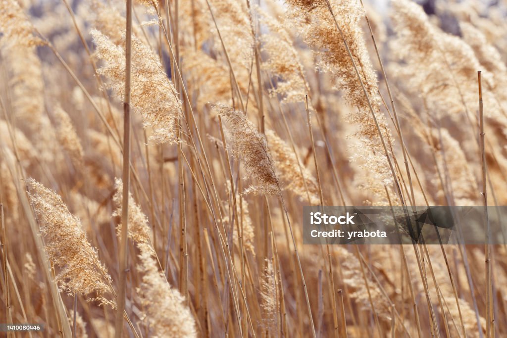 Dry reeds as beauty nature background, reed seeds close up. Abstract natural backdrop. Beautiful pattern with neutral colors. Minimal autumn scene, stylish, trend concept. Soft focus Dry reeds as beauty nature background, reed seeds close up. Abstract natural backdrop. Beautiful pattern with neutral colors. Minimal autumn scene, stylish, trend concept. Soft selective focus Autumn Stock Photo